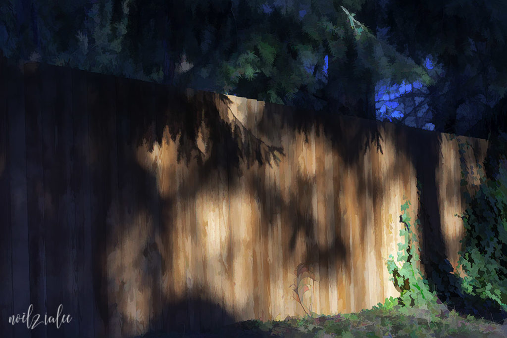 early morning light and shadow: my neighbor's fence