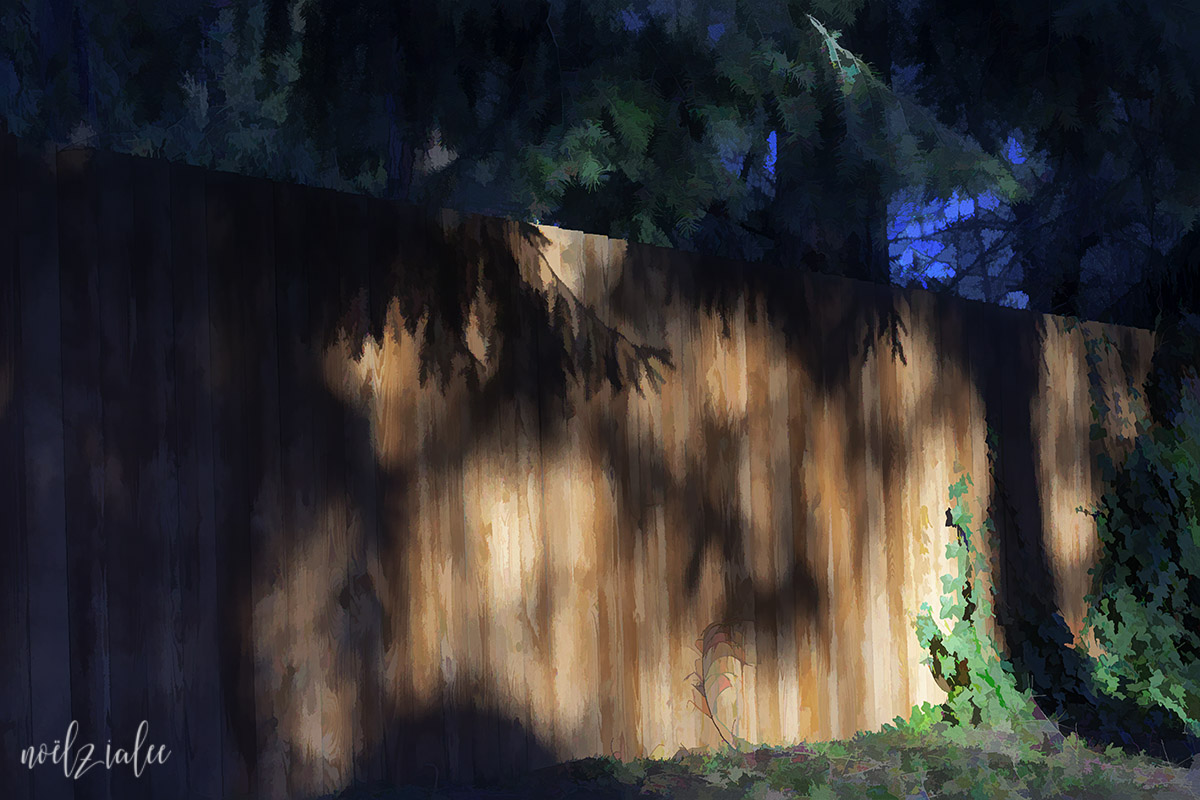 early morning light and shadow: my neighbor's fence