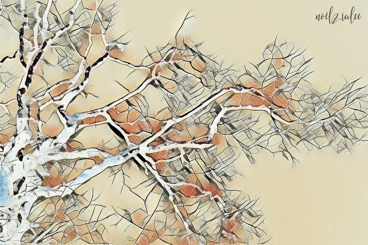 winter tree limb