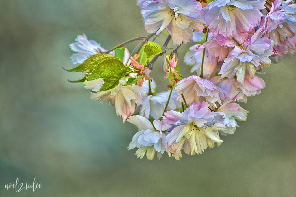 hdr blossoms